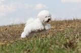 BICHON FRISE 149